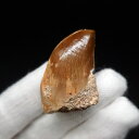 【送料無料】【モササウルス/化石/歯/恐竜】 モササウルス 化石 歯 本物 モロッコ産 33.99mm プレゼント ギフト mo702