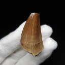 【送料無料】【モササウルス/化石/歯/恐竜】 モササウルス 化石 歯 本物 モロッコ産 38.65mm プレゼント ギフト mo709