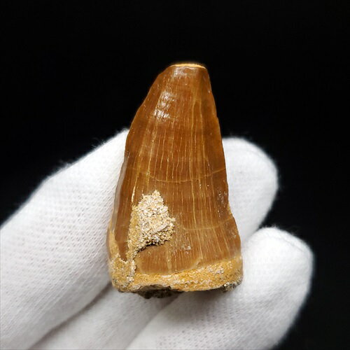 【送料無料】【モササウルス/化石/歯/恐竜】 モササウルス 化石 歯 本物 モロッコ産 33.32mm プレゼント ギフト mo719