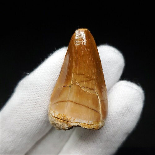 【送料無料】【モササウルス/化石/歯/恐竜】 モササウルス 化石 歯 本物 モロッコ産 34.48mm プレゼント ギフト mo720