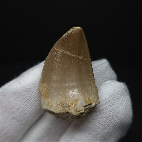 【送料無料】【モササウルス/化石/歯/恐竜】 モササウルス 化石 歯 本物 モロッコ産 31.96mm プレゼント ギフト mo752