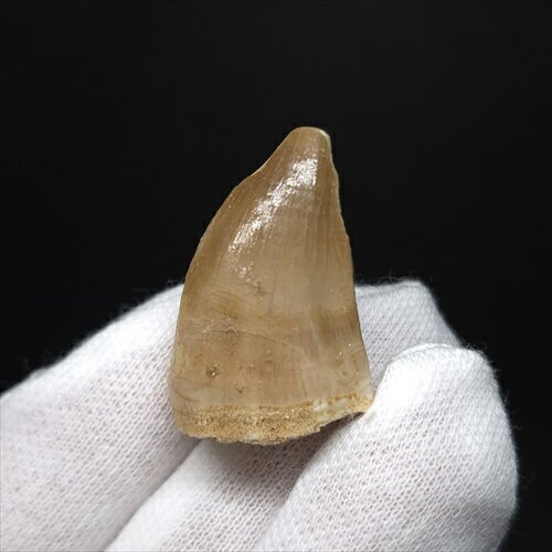 【送料無料】【モササウルス/化石/歯/恐竜】 美品 モササウルス 化石 歯 本物 モロッコ産 29.79mm プレゼント ギフト mo753