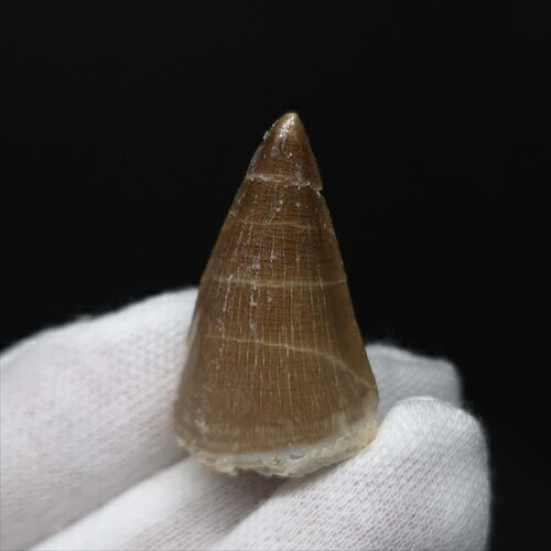 【送料無料】【モササウルス/化石/歯/恐竜】 美品 モササウルス 化石 歯 本物 モロッコ産 32.58mm プレゼント ギフト mo756