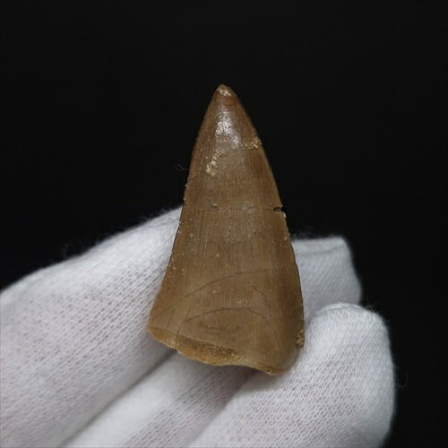 【送料無料】【モササウルス/化石/歯/恐竜】 美品 モササウルス 化石 歯 本物 モロッコ産 32.00mm プレゼント ギフト mo760