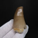 【送料無料】【モササウルス/化石/歯/恐竜】 美品 モササウルス 化石 歯 本物 モロッコ産 47.35mm プレゼント ギフト mo788
