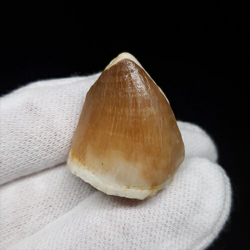 【送料無料】【モササウルス/化石/歯/恐竜】 モササウルス 化石 歯 本物 モロッコ産 26.89mm プレゼント ギフト mo723