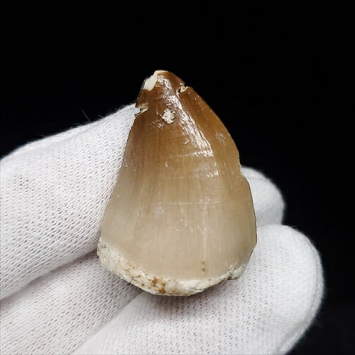 【送料無料】【モササウルス/化石/歯/恐竜】 モササウルス 化石 歯 本物 モロッコ産 29.97mm プレゼント ギフト mo724