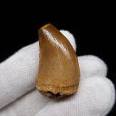 【送料無料】【モササウルス/化石/歯/恐竜】 モササウルス 化石 歯 本物 モロッコ産 33.02mm プレゼント ギフト mo727