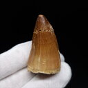 【送料無料】【モササウルス/化石/歯/恐竜】 モササウルス 化石 歯 本物 モロッコ産 42.17mm プレゼント ギフト mo732