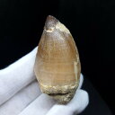 ■モササウルスの歯の化石 【化石の大きさ】55.75×27.71×31.86(mm) 【化石の重さ】39.2g 【化石産地】モロッコ ■モササウルス＜モササウルス・ベァウゲイ＞ 学名：Mosasaurus beaugei 時代：白亜紀 後期末（約7060 〜 6600万年前） 産地：モロッコ 最大体長：14m 白亜紀の海の王者、強大な海生爬虫類。 陸でティラノサウルス類が隆盛を誇っていた時代に海の生態系の頂点をとったのが「海の王者」モササウルス。 爬虫類の魚竜と姿は似て見えますが、食べ物を丸のみできる柔軟で丈夫なあごの構成などが全く違います。 また、食べ物に応じて歯が鋭くなったり、丸くなったと様々な形だった様子も化石から確認できます。 こちらの商品は、自身で買い付けに行き、1つ1つ選別した商品です。 この世界に一つしかない自然界からの送りものをコレクションやお子様へのプレゼントとしてお届けできれば幸いです。 ※商品は天然物の為、画像には映らない多少の小傷や欠け等がある可能性、また撮影機材やお客様の端末、環境の違いによって、現物との色合いが違う場合がございます。 ※こちらの商品は、ケース・鑑定書等は付属しておりません。