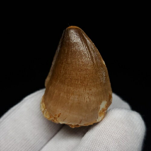 【送料無料】【モササウルス/化石/歯/恐竜】 モササウルス 化石 歯 本物 モロッコ産 31.13mm プレゼント ギフト mo683