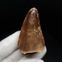 【送料無料】【モササウルス/化石/歯/恐竜】 美品 モササウルス 化石 歯 本物 モロッコ産 44.68mm プレゼント ギフト mo694