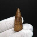 【送料無料】【スピノサウルス/化石/歯/恐竜】スピノサウルス 本物 モロッコ産 33.61mm プレゼント ギフト sp501
