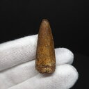 【送料無料】【スピノサウルス/化石/歯/恐竜】スピノサウルス 本物 モロッコ産 34.33mm プレゼント ギフト sp502
