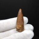 【送料無料】【スピノサウルス/化石/歯/恐竜】スピノサウルス 本物 モロッコ産 36.32mm プレゼント ギフト sp505