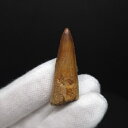【送料無料】【スピノサウルス/化石/歯/恐竜】スピノサウルス 本物 モロッコ産 36.95mm プレゼント ギフト sp506