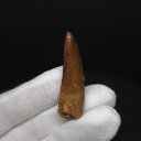 【送料無料】【スピノサウルス/化石/歯/恐竜】スピノサウルス 本物 モロッコ産 41.80mm プレゼント ギフト sp509