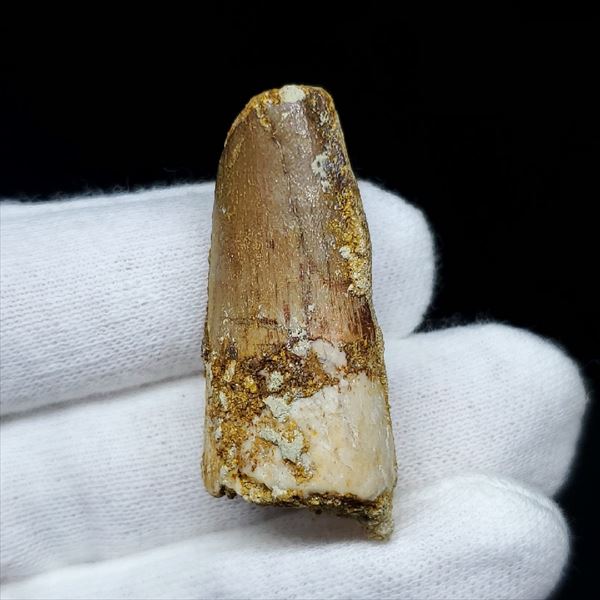 【送料無料】【スピノサウルス/化石/歯/恐竜】スピノサウルス 本物 モロッコ産 37.03mm プレゼント ギフト sp125