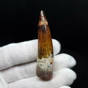 ■スピノサウルスの歯の化石 【化石の大きさ】56.69×14.65×12.91(mm) 【化石の重さ】12g 【化石産地】モロッコ ■スピノサウルス　&#12316;突き刺す歯をもつ&#12316; 中生代白亜紀　後期　(約1億1,200~9,350万年前) ティラノサウルスよりも大きな、最大級の肉食恐竜スピノサウルス。 全長は15&#12316;17mにもなり、獲物を突き刺す事のできる円錐形の歯をもっていました。 この円錐形の歯は、魚を突き刺すのに向いています。 こちらの商品は、自身で買い付けに行き、1つ1つ選別した商品です。 この世界に一つしかない自然界からの送りものをコレクションやお子様へのプレゼントとしてお届けできれば幸いです。 ※商品は天然物の為、画像には映らない多少の小傷や欠け等がある可能性、また撮影機材やお客様の端末、環境の違いによって、現物との色合いが違う場合がございます。 ※鑑定書等はございません。 化石 標本