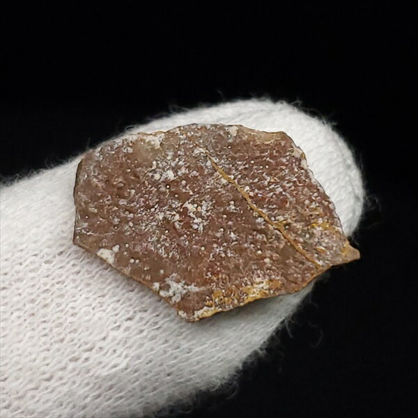 【送料無料】【恐竜/化石/卵】恐竜 卵 化石 本物 フランス産 16.49mm ケース付き プレゼント ギフト e110