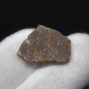 【送料無料】【恐竜/化石/卵】恐竜 卵 化石 本物 フランス産 18.39mm ケース付き プレゼント ギフト e124