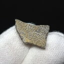 【送料無料】【恐竜/化石/卵】恐竜 卵 化石 本物 フランス産 15.79mm ケース付き プレゼント ギフト e137