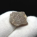 【送料無料】【恐竜/化石/卵】恐竜 卵 化石 本物 フランス産 14.66mm ケース付き プレゼント ギフト e142