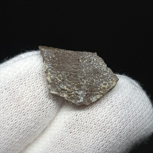 【送料無料】【恐竜/化石/卵】恐竜 卵 化石 本物 フランス産 16.96mm ケース付き プレゼント ギフト e145