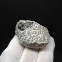 【送料無料】【三葉虫 /化石/歯/恐竜】母岩付き 三葉虫 本物 モロッコ産 42.59mm プレゼント ギフト sn40