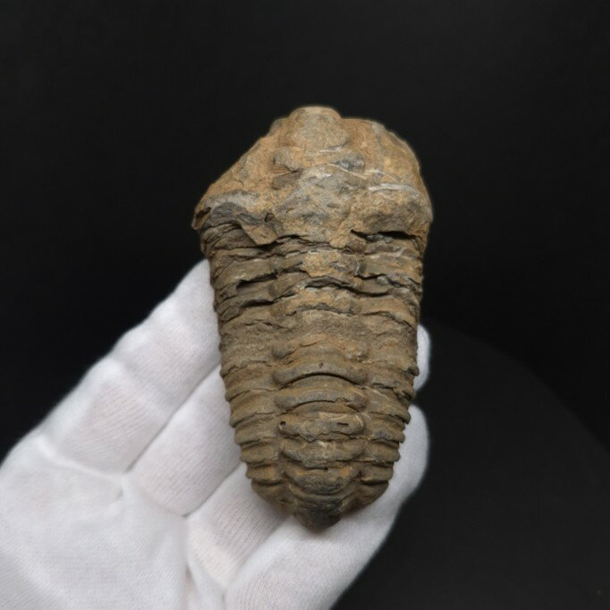 【送料無料】【三葉虫 /化石/歯/恐竜】三葉虫 本物 フレキシカリメネ モロッコ産 78.82mm  ...