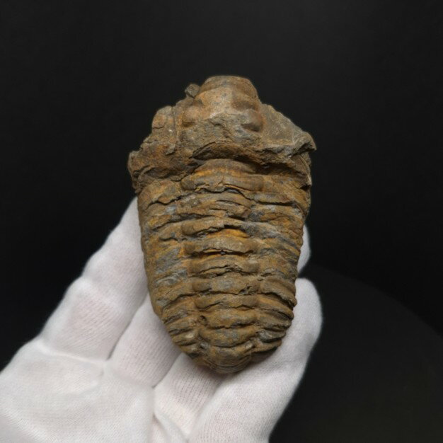 【送料無料】【三葉虫 /化石/歯/恐竜】三葉虫 本物 フレキシカリメネ モロッコ産 77.96mm  ...