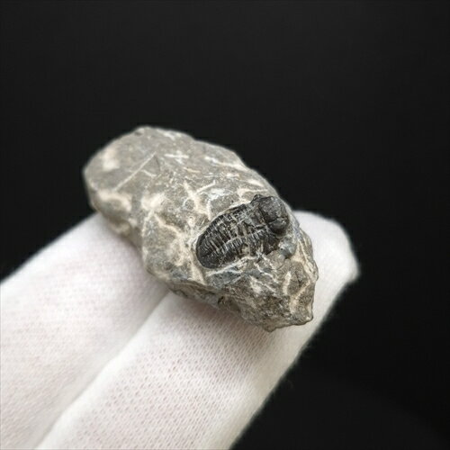 ■三葉虫の化石/ Trilobites proetus.sp 【化石の大きさ】38.33×22.03×17.37(mm) 【三葉虫の大きさ】12.64×7.26×4.42(mm) 【化石の重さ】17g 【化石産地】モロッコ・ ■三葉虫 デボン紀中期　(約3億9,000万年前) 母岩付き三葉虫の化石です。。 モロッコ南部は世界的に有名な三葉虫産地のひとつ カンブリア紀に出現し、ペルム紀まで生息していた、古生代を代表する海の生物。 基本的には、海底を這ったり、泳いだりして生活していたものと想像されている。 この世界に一つしかない自然界からの送りものをコレクションやお子様へのプレゼントとしてお届けできれば幸いです。 ※商品は天然物の為、画像には映らない多少の小傷や欠け等がある可能性、また撮影機材やお客様の端末、環境の違いによって、現物との色合いが違う場合がございます。 ※鑑定書等はございません。 ※ケース付属しておりません。 化石 標本