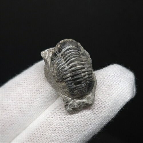 ■三葉虫の化石/ Trilobites proetus.sp 【化石の大きさ】24.70×15.67×17.42(mm) 【三葉虫の大きさ】18.47×13.94×9.21(mm) 【化石の重さ】8g 【化石産地】モロッコ・ ■三葉虫 デボン紀中期　(約3億9,000万年前) 母岩付き三葉虫の化石です。。 モロッコ南部は世界的に有名な三葉虫産地のひとつ カンブリア紀に出現し、ペルム紀まで生息していた、古生代を代表する海の生物。 基本的には、海底を這ったり、泳いだりして生活していたものと想像されている。 この世界に一つしかない自然界からの送りものをコレクションやお子様へのプレゼントとしてお届けできれば幸いです。 ※商品は天然物の為、画像には映らない多少の小傷や欠け等がある可能性、また撮影機材やお客様の端末、環境の違いによって、現物との色合いが違う場合がございます。 ※鑑定書等はございません。 ※ケース付属しておりません。 化石 標本