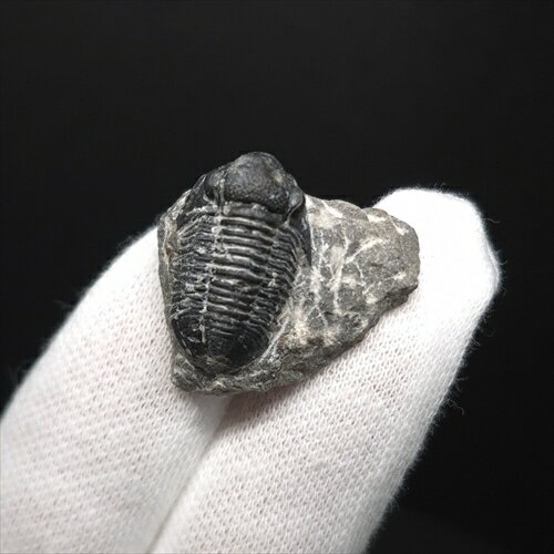 ■三葉虫の化石/ Trilobites proetus.sp 【化石の大きさ】24.36×20.19×13.32(mm) 【三葉虫の大きさ】20.17×11.94×7.06(mm) 【化石の重さ】6g 【化石産地】モロッコ・ ■三葉虫 デボン紀中期　(約3億9,000万年前) 母岩付き三葉虫の化石です。。 モロッコ南部は世界的に有名な三葉虫産地のひとつ カンブリア紀に出現し、ペルム紀まで生息していた、古生代を代表する海の生物。 基本的には、海底を這ったり、泳いだりして生活していたものと想像されている。 この世界に一つしかない自然界からの送りものをコレクションやお子様へのプレゼントとしてお届けできれば幸いです。 ※商品は天然物の為、画像には映らない多少の小傷や欠け等がある可能性、また撮影機材やお客様の端末、環境の違いによって、現物との色合いが違う場合がございます。 ※鑑定書等はございません。 ※ケース付属しておりません。 化石 標本