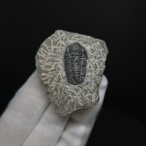 ■三葉虫の化石/ Trilobites proetus.sp 【化石の大きさ】48.37×39.86×22.96(mm) 【三葉虫の大きさ】21.73×12.28×8.08(mm) 【化石の重さ】42g 【化石産地】モロッコ・ ■三葉虫 デボン紀中期　(約3億9,000万年前) 母岩付き三葉虫の化石です。。 モロッコ南部は世界的に有名な三葉虫産地のひとつ カンブリア紀に出現し、ペルム紀まで生息していた、古生代を代表する海の生物。 基本的には、海底を這ったり、泳いだりして生活していたものと想像されている。 この世界に一つしかない自然界からの送りものをコレクションやお子様へのプレゼントとしてお届けできれば幸いです。 ※商品は天然物の為、画像には映らない多少の小傷や欠け等がある可能性、また撮影機材やお客様の端末、環境の違いによって、現物との色合いが違う場合がございます。 ※鑑定書等はございません。 ※ケース付属しておりません。 化石 標本