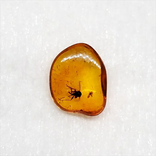 ■虫入り琥珀〈Insects in Amber〉 【化石の大きさ】10.77×8.62×3mm 【虫の大きさ】約3mm &約1mm（一番長い部分） 【化石産地】Balttic Sea バルト海沿岸沿 【英名】Insects in Amber...