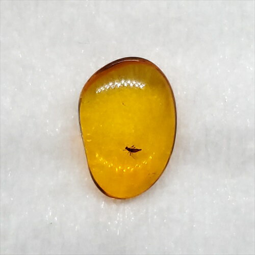 ■虫入り琥珀〈Insects in Amber〉 【化石の大きさ】11.79×8.28×3.61mm 【虫の大きさ】約2mm （一番長い部分） 【化石産地】Balttic Sea バルト海沿岸沿 【英名】Insects in Amber 【...