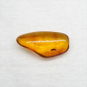 ■虫入り琥珀〈Insects in Amber〉 【化石の大きさ】15.99×8.14×4.09mm 【虫の大きさ】約2.3mm （一番長い部分） 【化石産地】Balttic Sea バルト海沿岸沿 【英名】Insects in Amber...