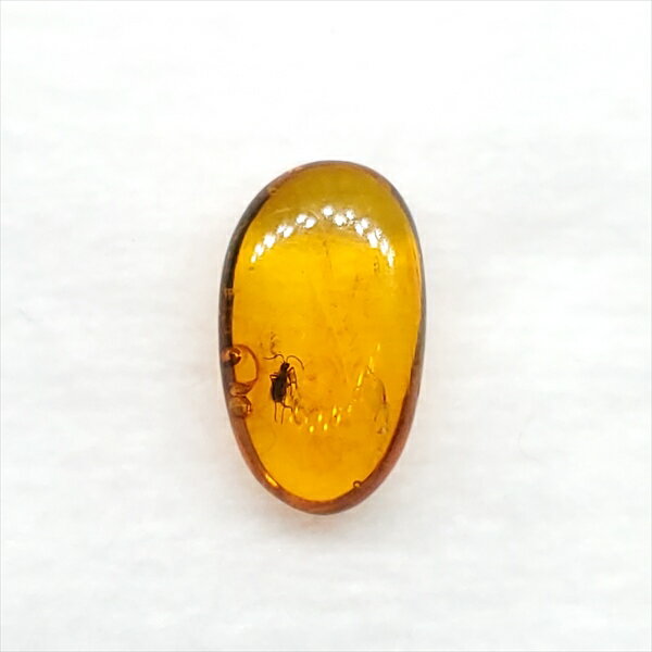 ■虫入り琥珀〈Insects in Amber〉 【化石の大きさ】52.07×6.47×4.16mm 【虫の大きさ】約1.5mm （一番長い部分） 【化石産地】Balttic Sea バルト海沿岸沿 【英名】Insects in Amber...