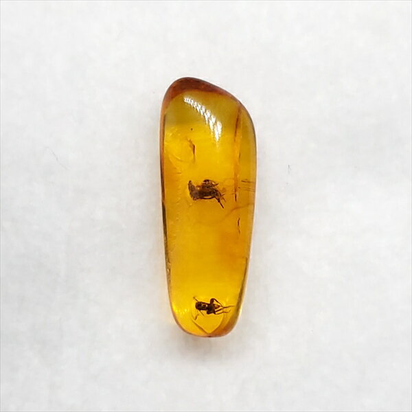 ■虫入り琥珀〈Insects in Amber〉 【化石の大きさ】16.80×6.42×4.1mm 【虫の大きさ】約2.00mm &2.5mm（一番長い部分） 【化石産地】Balttic Sea バルト海沿岸沿 【英名】Insects in Amber 【時代】古第三紀・漸新世（Oligocene）約3,000万年前 太古の虫を閉じ込めた琥珀 琥珀は木の樹脂の化石。木の樹脂（ヤニ）が地中に昆虫や植物などを取りこんだまま埋没し数千万年もの時間をかけて固化し化石になることがある。ドミニカ共和国産の琥珀の多くはマメ科の植物、バルト海沿岸で産出する琥珀はマツ科の植物が起源と考えられている。太古の虫の様子が観察でき、琥珀の中でも珍重されています こちらの商品は、自身で買い付けに行き、1つ1つ選別した商品です。 この世界に一つしかない自然界からの送りものをコレクションやお子様へのプレゼントとしてお届けできれば幸いです。 ※商品は天然物の為、画像には映らない多少の小傷や欠け等がある可能性、また撮影機材やお客様の端末、環境の違いによって、現物との色合いが違う場合がございます。 ※鑑定書等はございません。 ※こちらの商品は、日本郵便（クリックポスト）にてお届けいたします。