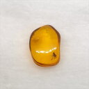【送料無料】【琥珀/虫入り/anber化石】 美品 虫入り琥珀 琥珀 化石 本物 バルト海産 ケース付き 7.43mm プレゼント ギフト ab294