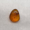 【送料無料】【琥珀/虫入り/anber化石】 美品 虫入り琥珀 琥珀 化石 本物 バルト海産 ケース付き 10.74mm プレゼント ギフト ab283