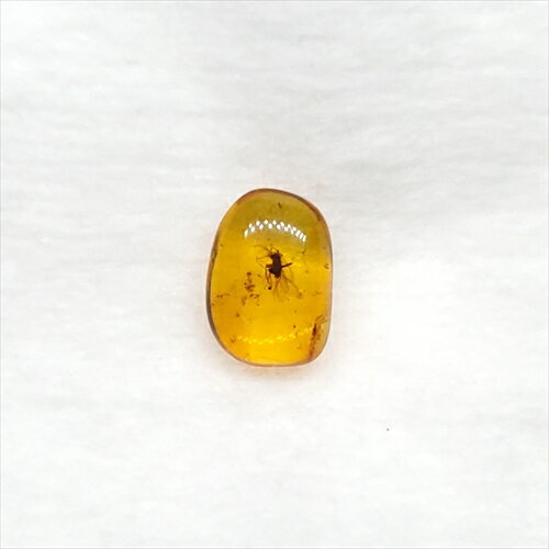 ■虫入り琥珀〈Insects in Amber〉 【化石の大きさ】8.23×5.08×3.10mm 【虫の大きさ】約1.5mm（一番長い部分） 【化石産地】Balttic Sea バルト海沿岸沿 【英名】Insects in Amber 【時代】古第三紀・漸新世（Oligocene）約3,000万年前 【ケースの大きさ】30×30mm 太古の虫を閉じ込めた琥珀 琥珀は木の樹脂の化石。木の樹脂（ヤニ）が地中に昆虫や植物などを取りこんだまま埋没し数千万年もの時間をかけて固化し化石になることがある。ドミニカ共和国産の琥珀の多くはマメ科の植物、バルト海沿岸で産出する琥珀はマツ科の植物が起源と考えられている。太古の虫の様子が観察でき、琥珀の中でも珍重されています こちらの商品は、自身で買い付けに行き、1つ1つ選別した商品です。 この世界に一つしかない自然界からの送りものをコレクションやお子様へのプレゼントとしてお届けできれば幸いです。 ※商品は天然物の為、画像には映らない多少の小傷や欠け等がある可能性、また撮影機材やお客様の端末、環境の違いによって、現物との色合いが違う場合がございます。 ※鑑定書等はございません。 ※こちらの商品は、日本郵便（クリックポスト）にてお届けいたします。