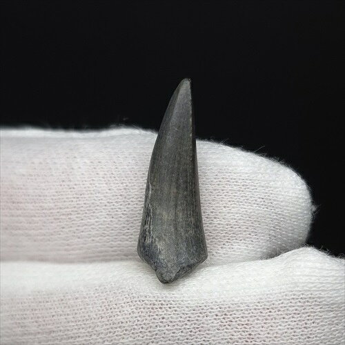 ■スコミムスの歯の化石 【化石の大きさ】24.31×8.37×8.17(mm) 【化石の重さ】2g 【化石産地】二ジェール・Gadoufaoue（ガドウファウァ） ケース付き ■スコミムス/ワニもどき 白亜紀前期末のアルビアン　(約2500万年前~1億1200万年前) スコミムスは全長9 - 11メートルで体重2.5 - 5.2トンあったと考えられている。 他のスピノサウルス科と同様に、スコミムスは魚類や小型の陸上動物を捕食していたらしい。。 スピノサウルスとは異なり、比較的きつめのカーブを描きながら魚食性らしいノンセレーションも美しい。 魚を突き刺すのに向いていた。 こちらの商品は、希少性高く滅多に入手できないスコミムスの頑丈な歯の化石です。 こちらの商品は、自身で買い付けに行き、1つ1つ選別した商品です。 この世界に一つしかない自然界からの送りものをコレクションやお子様へのプレゼントとしてお届けできれば幸いです。 ※商品は天然物の為、画像には映らない多少の小傷や欠け等がある可能性、また撮影機材やお客様の端末、環境の違いによって、現物との色合いが違う場合がございます。 ※鑑定書等はございません。 化石 標本