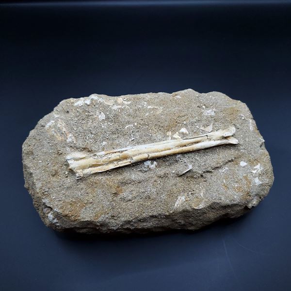 ■翼竜/Alcione elainusの骨の化石 こちらの化石は、中手骨 【化石の大きさ】188.43×109.43×42.58(mm) 【骨の大きさ】126.13×21.15(mm) 【化石の重さ】1140g 【化石産地】モロッコ・Oued zhem（オウェドジェム） ■翼竜/Alcione elainus 白亜紀末のマーストリヒチアン　(約7210万年前~6600万年前) Alcioneの標本は、3年間で約200の翼竜標本を発掘で発見されました。 タイプ標本は、大腿骨、上腕骨、肩甲烏口骨、胸骨などのさまざまな要素を保存する部分的な骨格で構成されています アルシオーネは、ギリシャ神話から海鳥に変身したアルシオーネにちなんで名付けられました。 特定の名前A.elainusは、ギリシャ語のelainoに由来し、「迷ったりさまよったりする」という意味です。 こちらの商品は、希少性高く滅多に入手できない化石です。 こちらの商品は、自身で買い付けに行き、1つ1つ選別した商品です。 この世界に一つしかない自然界からの送りものをコレクションやお子様へのプレゼントとしてお届けできれば幸いです。 ※商品は天然物の為、画像には映らない多少の小傷や欠け等がある可能性、また撮影機材やお客様の端末、環境の違いによって、現物との色合いが違う場合がございます。 ※鑑定書等はございません。 ※ケースは付属しておりません。 化石 標本