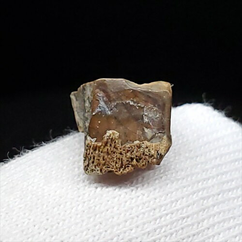 ■ ブラキロフォサウルス/Brachylophosaurus〈tooth〉 【歯の大きさ】7.46×5.73×5.99（mm） 【化石の重さ】1（g）未満 【化石産地】アメリカ・モンタナ州 ■ブラキロフォサウルス 時代：約7650万年前(白亜紀後期) 全長7m、体重3tほどの中型のハドロサウルス類である。 全長約7.5メートル・推定体重1~2トン程のスマートな体型の中型肉食恐竜だが、断片的ながらも全長10メートル以上に達する個体の化石も見つかっている。 ※商品は天然物の為、画像には映らない多少の小傷や欠け等がある可能性、また撮影機材やお客様の端末、環境の違いによって、現物との色合いが違う場合がございます。 ※鑑定書等はございません。