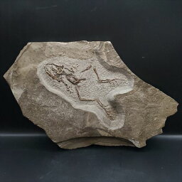 【送料無料】【カエル/化石】極上 カエル 化石 本物 ボスニア産 250mmプレゼント ギフト tb36