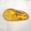 【送料無料】【コパール/虫入り/昆虫/化石】 美品 虫入り コパール 化石 天然 マダガスカル海産 51.16mm プレゼント ギフト cp3