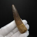 【送料無料】【スピノサウルス/化石/歯/恐竜】スピノサウルス 本物 モロッコ産 70.73mm プレゼント ギフト fsp6|詳細画像