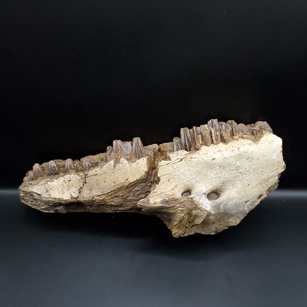 【送料無料】【グリポサウルス/化石/上顎/恐竜】博物館級 グリポサウルス 化石 デンタルバッテリー 上顎 恐竜 本物 アメリカ産 209.26mm プレゼント ...